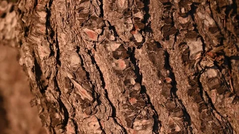 Bark of the pine tree on sunset. Forest. Tilting camera. Stock Footage 249226163