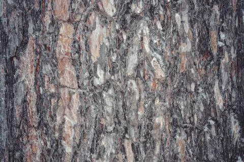 Bark of pine tree. Textural abstract background Stock Photos