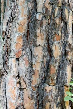 Bark of pine tree texture and background. Stock Photos