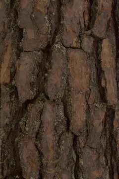 The bark of a pine tree.The texture of the bark Stock Photos