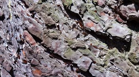 Bark Of a Pine Tree Texture Stock Photos