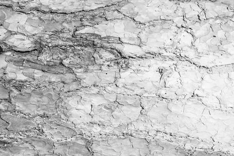 The bark of pine tree, texture. 写真素材