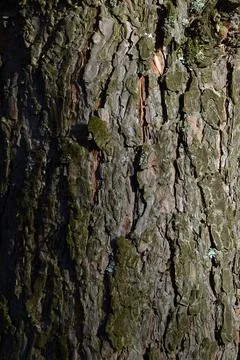 The bark of the pine tree is from young young pines to old huge mast pines. N Stock Photos