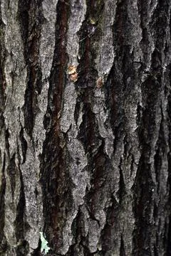 The bark of the pine tree is from young young pines to old huge mast pines. N Stock Photos