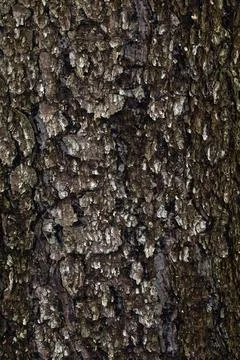The bark of the pine tree is from young young pines to old huge mast pines. N Stock Photos
