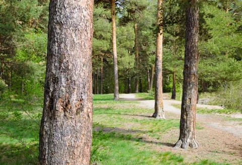Bark of a pine trunk against the trunks of other pines in picturesque forest Stock-Fotos