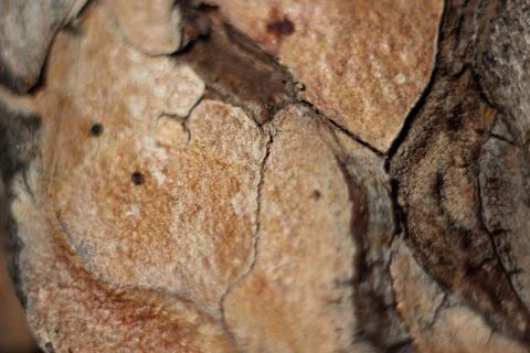 Bark on a pine trunk close-up texture Stock Photos