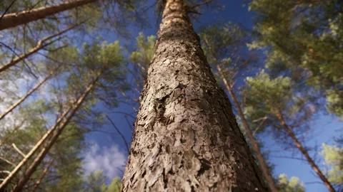 Bark on a pine trunk in a sunny forest Vidéo 166114894