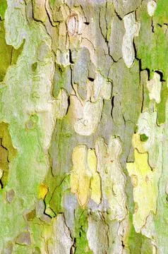 Bark of plane tree Stock Photos