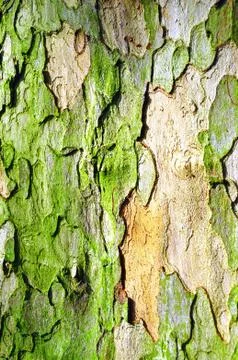 Bark of plane tree Stock Photos