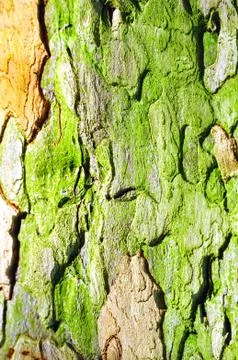 Bark of plane tree Stock Photos