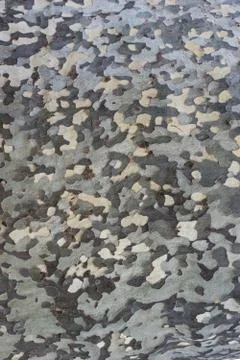Bark of a plane tree Stock Photos
