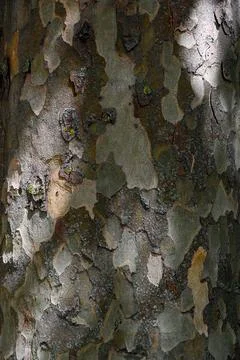 Bark on a Plane tree (Platanus x acerifolia) for use as a background texture Stock Photos