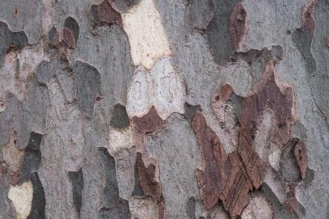 Bark of a platan tree, texture, old wood, pattern, sycamore skin. Photos
