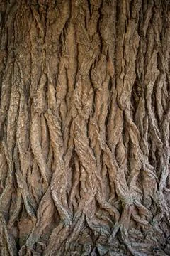 Bark of poplar Stock Photos