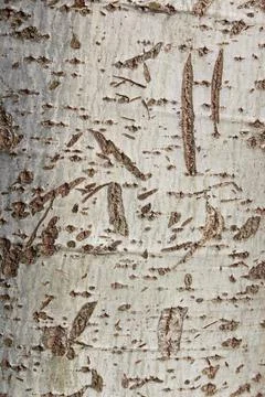 Bark of poplar tree Stock Photos