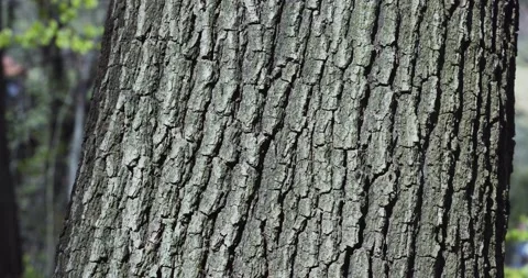 The bark of Quercus petraea, commonly known as the sessile oak Stock Footage 152018146