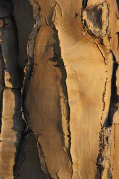 Bark of the quiver tree Fotos Stock