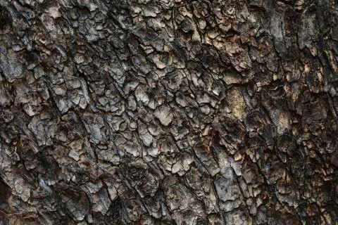 Bark of rain tree Stock Photos