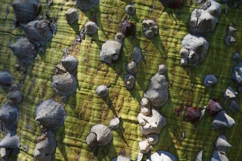 The bark of a rare monkey tree. Background of the barbed bark. Foto stock