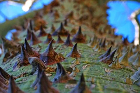 The bark of a rare monkey tree. Background of the barbed bark. Stock Photos