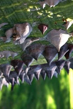 The bark of a rare monkey tree. Background of the barbed bark. Stock Photos