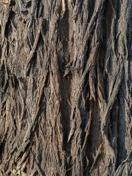 Bark of a robine tree Stock Photos