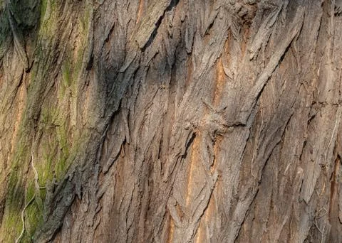 Bark of a robine tree Stock-Fotos