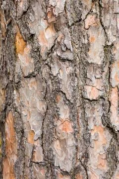 Bark of Scotch pine tree as background Stock Photos