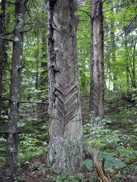 Bark scraping for pine tree sap extracting. Scratches on trunks Stock Photos