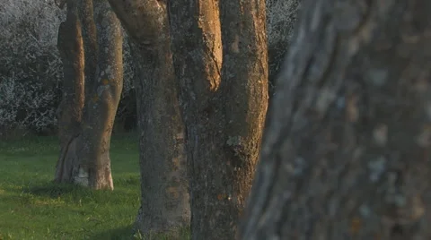 Bark of several trees with soft focus on each of them Stock Footage 4723413