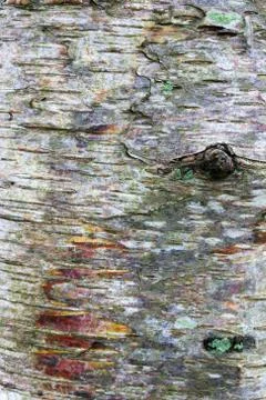Bark on silver birch tree trunk Stock Photos