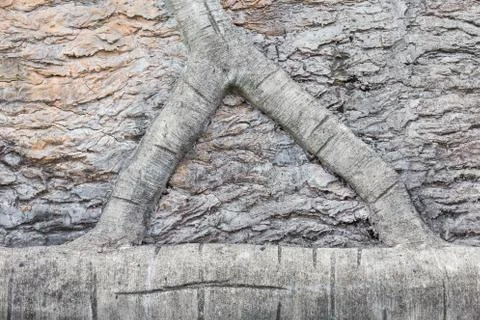 Bark skin texture. Stock Photos