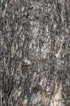 Bark skin texture. Stock Photos