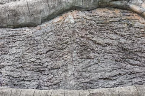 Bark skin texture. Foto stock