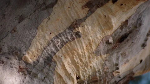 Bark skin of a tree Vidéo 94884930