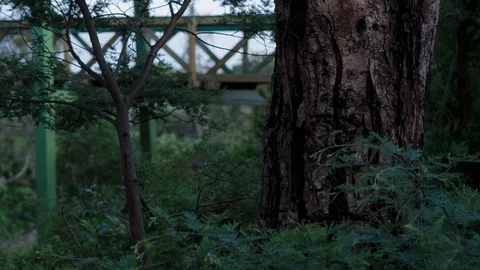 Bark skin of a tree in the forest Stock-Footage 94880106