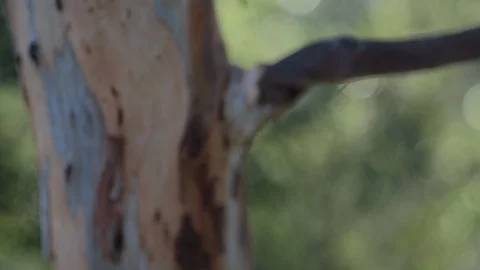 Bark skin of a tree in the forest Video stock 94884536