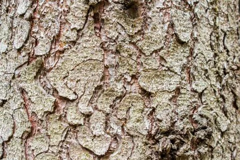 The bark of a spruce with moss Stock Photos