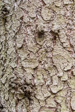 The bark of a spruce with moss Foto stock
