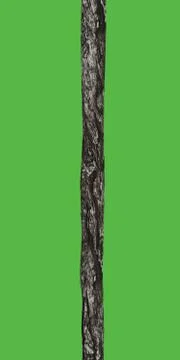 Bark stick Stock Illustration