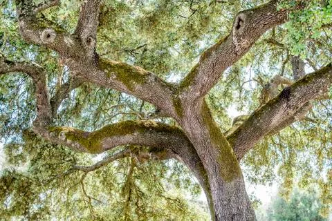 Bark structure of an ancient tree Stock Photos
