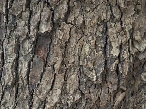 Bark structure. Tree trunk close-up. Bark of tree. Botany Stock Photos