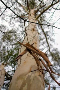 Bark stuck in the branches of a tree Stock Photos