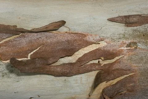 Bark surface background Stock Photos