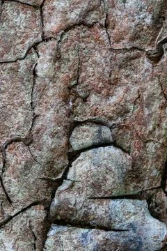 Bark surface texture wood Фото