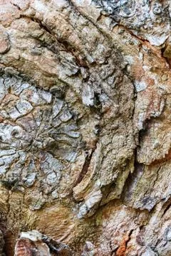 Bark surface texture wood Stock Photos