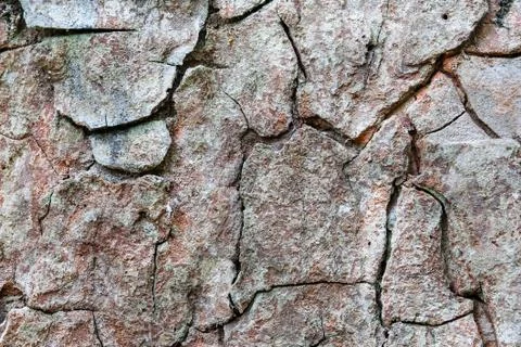 Bark surface texture wood Stock Photos