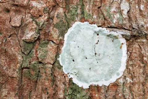 Bark surface texture wood Stock Photos