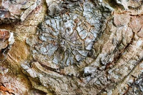 Bark surface texture wood Stock Photos